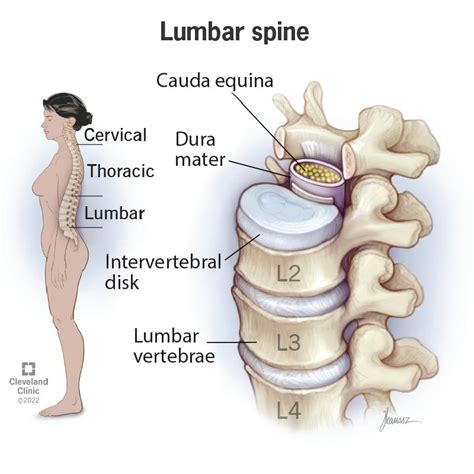 Sacral Vertebrae Diagram