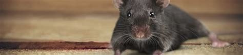 Mice Services Ann Arbor, MI - Mice Exterminator Ann Arbor - Father ...