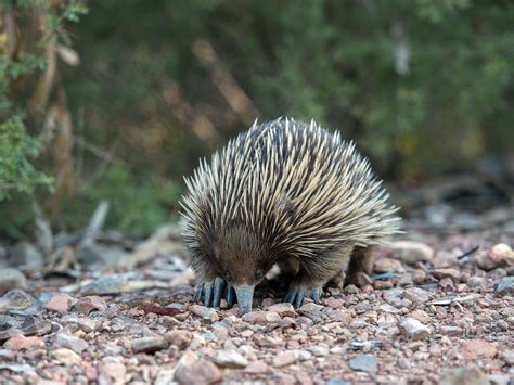 Echidna biology for conservation, wildlife management & habitat ...