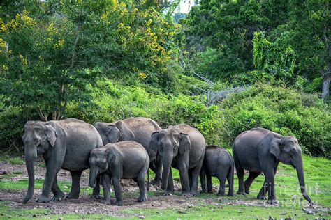 Asian Elephant Herd Photograph by Samanvitha Rao | Pixels