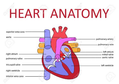 Heart Diagram Labeled Simple