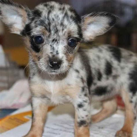 Blue Merle Teacup Chihuahua Puppies Sale | PETSIDI