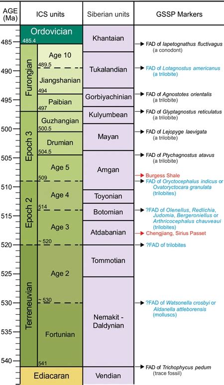 Cambrian Time Period Timeline