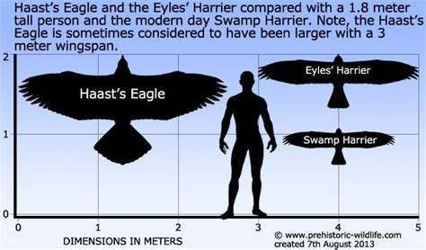 Haast's Eagle | Prehistoric animals, Prehistoric wildlife, Extinct animals