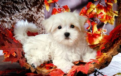 Puppy Wallpapers And Screensavers (42+ images)