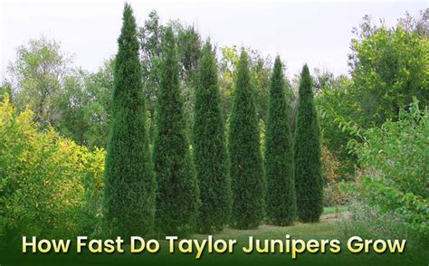 Taylor Juniper Growth Rate – Is It Fast Growing? - EmbraceGardening