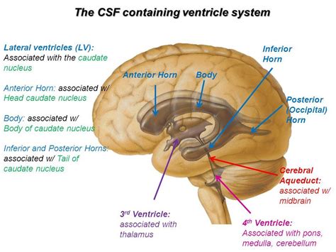 Lateral Ventricle Anatomy - Anatomy Reading Source