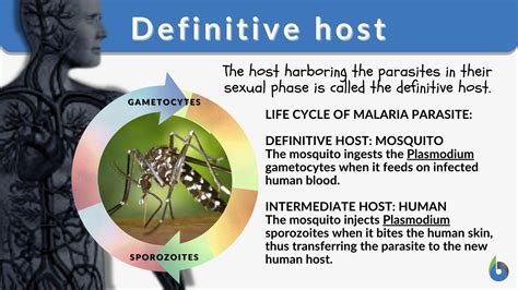 Definitive host - Definition and Examples - Biology Online Dictionary