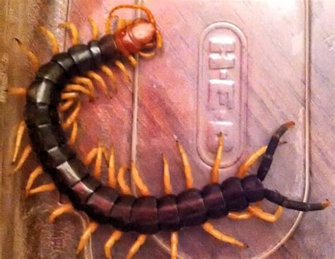 Giant redheaded centipede (July 25, 2013) — Texas Insect Identification ...