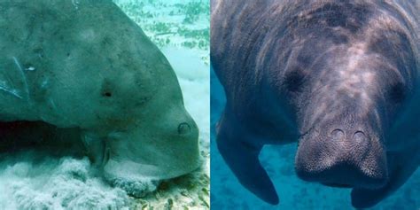 Dugong vs. Manatee: Main Differences - Ocean Info