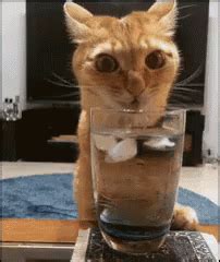 渴，猫咪，喝水 GIF - Kitten Kitty Drink - Discover & Share GIFs