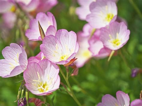 What Is Pink Evening Primrose: How To Grow Pink Evening Primrose Plants