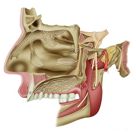 Pterygopalatine Ganglion Anatomy Photograph by Maurizio De Angelis ...