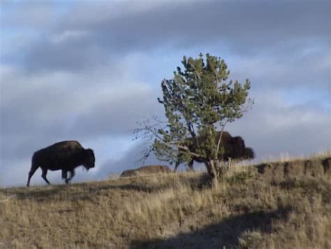 Bison Herd Migration Over Hillside In Yellowstone National Park, Autumn ...