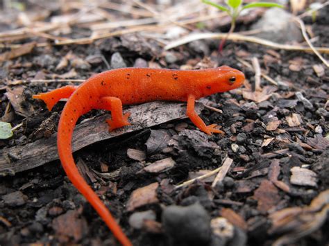 DSCF1114 | Red Eft, the terrestrial phase of the Red Spotted… | Flickr