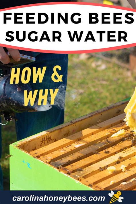 Feeding Bees Sugar Water- A Complete Guide - Carolina Honeybees in 2021 ...