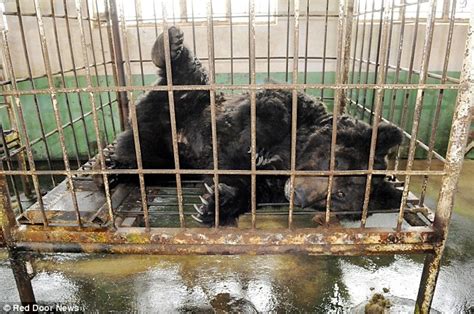 Oliver the bear dies holding paws with his carers | Daily Mail Online