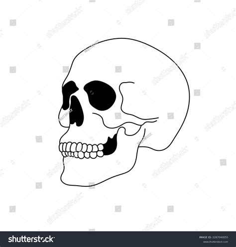 Best Easy Skull Sketch Royalty-Free Images, Stock Photos & Pictures ...