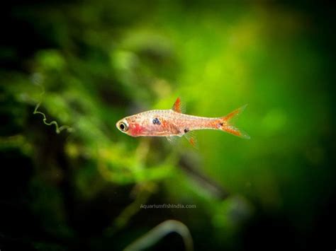 Strawberry Rasbora For Sale - Buy Chili Rasbora Online - Rasbora Tank Mates