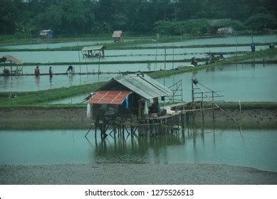 Tambak Big Fish Pond Indonesia Photo Stock Photo 1275526513 | Shutterstock