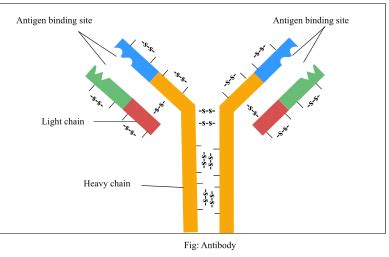 In the figure, structure of an antibody molecule is shown. Name the ...