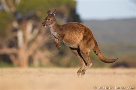 Kangaroo Jumping - Burrard-Lucas Photography