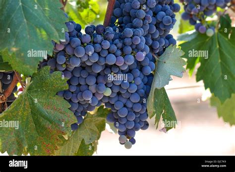 Red Grapes on the Vine Stock Photo - Alamy