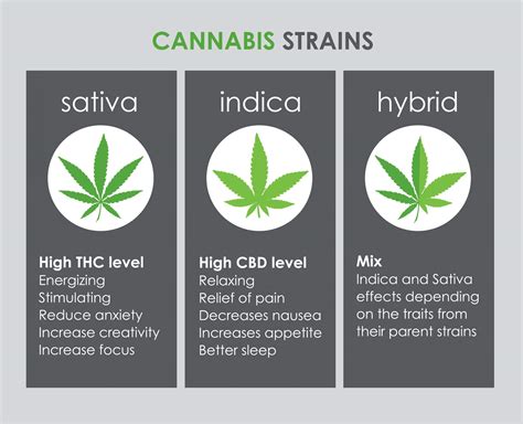 The Different Types of Weed Strains Explained - EmilyancePennington