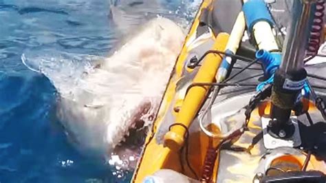 Terrifying Video Captures the Moment a Massive Tiger Shark Attacks an ...