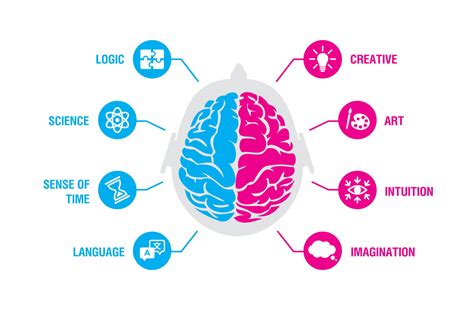 Left Brain vs. Right Brain: Hemisphere Function