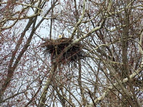 Bald Eagle Sitting on Nest in FingerLakes Woods Stock Image - Image of ...