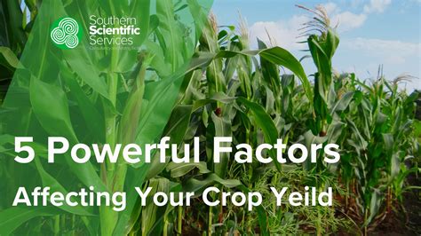 5 Powerful Factors Affecting Your Crop Yield That You Should Know ...