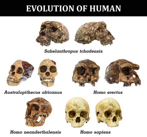 Evolution of human skull ( Sahelanthropus tchadensis . Australopithecus ...