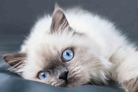 Why Everyone Loves Ragdoll Cats | Flipboard