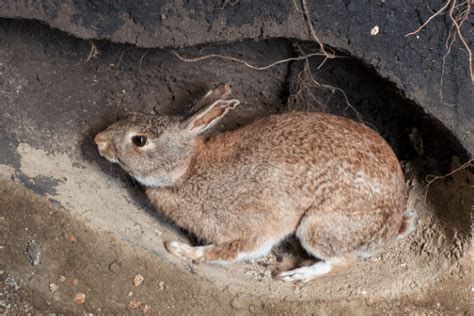 Rabbit Burrow - Where Do Rabbits Live?