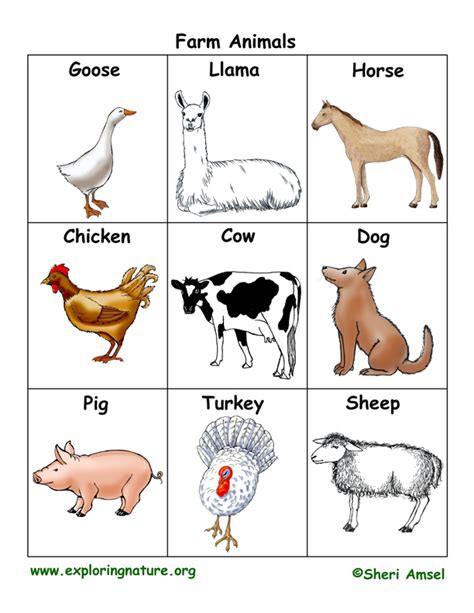 Farm Animal Flashcards Pictures