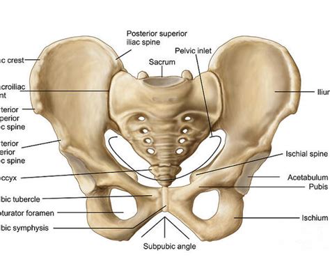 Human Female Pelvis Anatomy