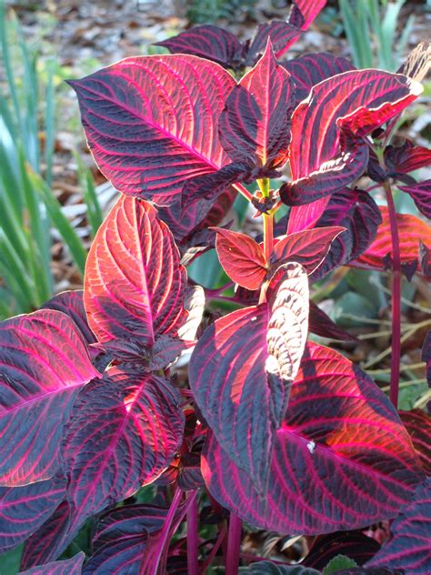 Bloodleaf plant aka "chicken gizzard." Red Leaf Plant, Plant Leaves ...