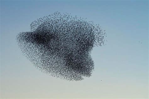 What causes a murmuration of birds? - Birdful