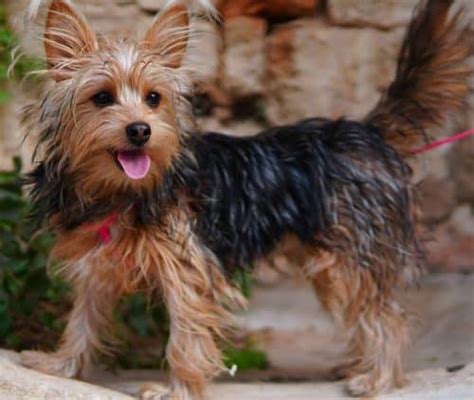 Yorkie Mixes: 40 Different Yorkshire Terrier Crossbreeds - K9 Web