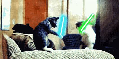 Star Wars Cat GIF - Find & Share on GIPHY