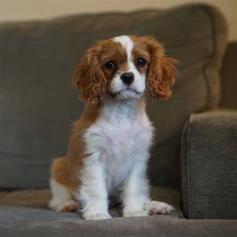 How Long Is A Cavalier King Charles Spaniel Pregnant