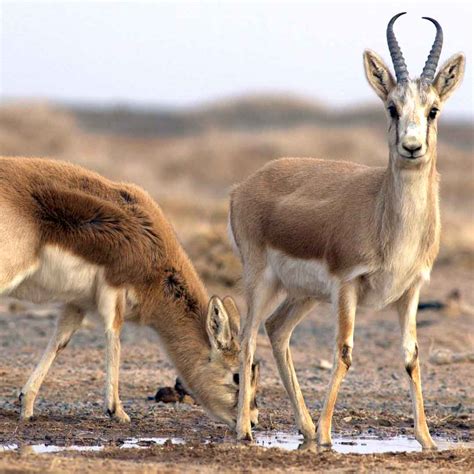 Animals In Gobi Desert