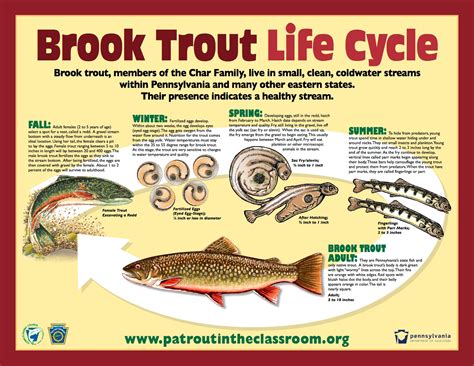 "Young of Year" Trout? | The North American Fly Fishing Forum ...