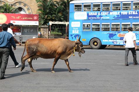 Holy cow: as Hindu nationalism surges in India, cows are protected but ...