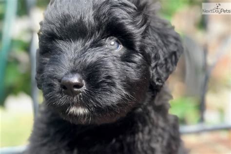 Forrest: Bouvier Des Flandres puppy for sale near Birmingham, Alabama ...