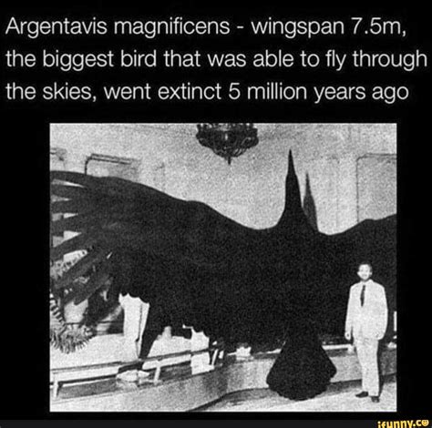 Collection 91+ Pictures What Is The Biggest Bird To Ever Exist Sharp