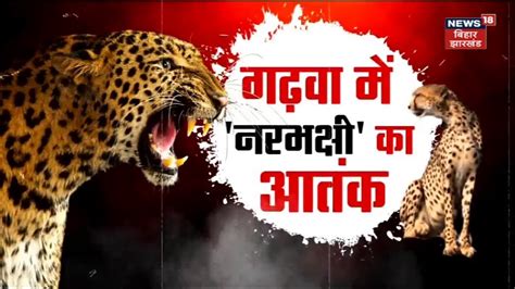 Leopard Attack in Garhwa : नरभक्षी के आतंक से सहमे लोग ! | Jharkhand ...