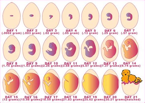 Over View of Different Stages of Egg Development – The Poultry Guide