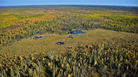 Deep in the Wilderness, the World’s Largest Beaver Dam Endures - Yale E360